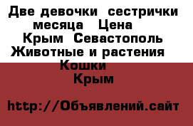 Две девочки- сестрички. 2 месяца › Цена ­ 50 - Крым, Севастополь Животные и растения » Кошки   . Крым